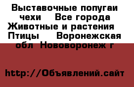 Выставочные попугаи чехи  - Все города Животные и растения » Птицы   . Воронежская обл.,Нововоронеж г.